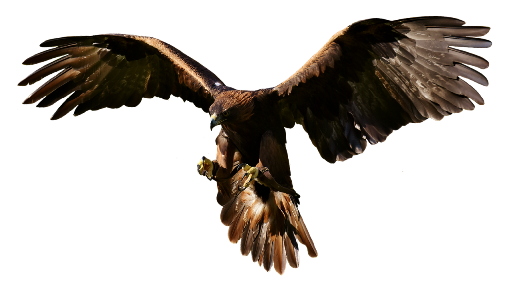 eagle, raptor, birds of prey-2910746.jpg