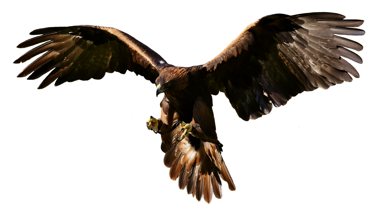 eagle, raptor, birds of prey-2910746.jpg